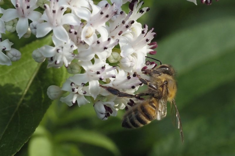 ABEILLE sur fleur de sureau hièble. Canal. JOËL LIEGARD